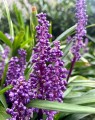 Liriope muscari 'Royal Purple' (Leliegras) Liriope muscari 'Royal Purple' (Leliegras)