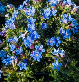 Lithodora diffusa 'Heavenly Blue' (Parelkruid of Steenzaad)