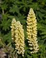 Lupinus 'Chandelier' (Lupien)