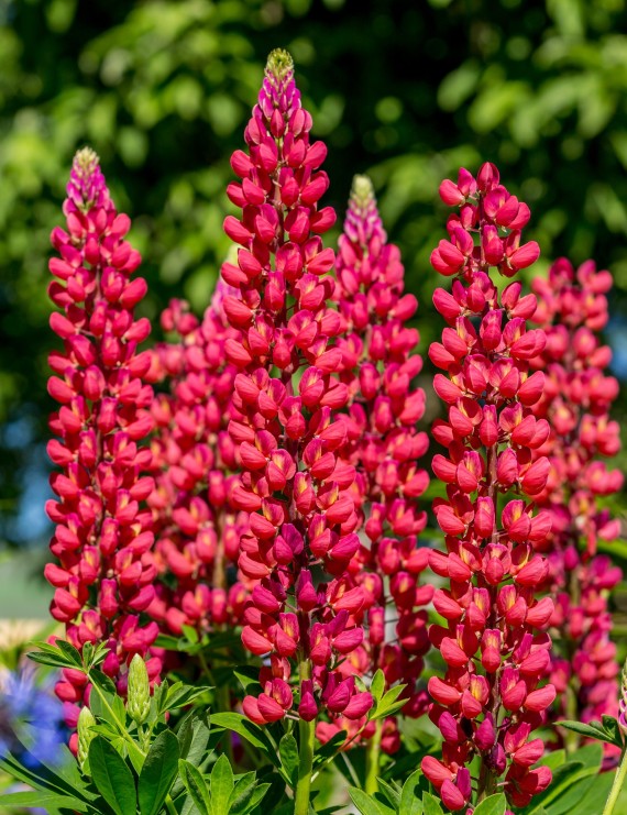 Lupinus 'My Castle' (Lupien)