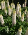 Lupinus 'Noblemaiden' (Lupien)
