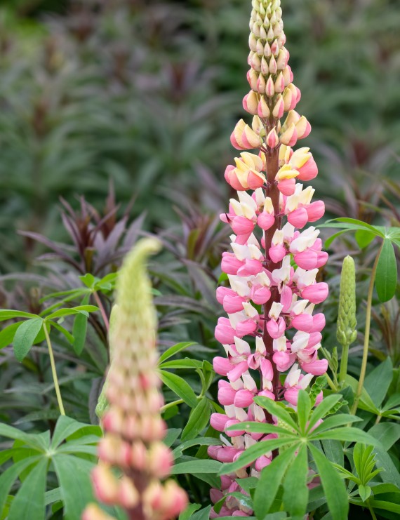 Lupinus 'The Chatelaine' (Lupien)