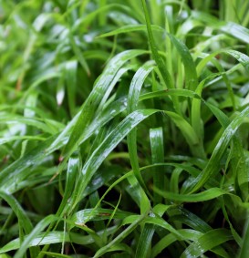 Luzula sylvatica (Veldbies)