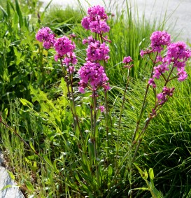 Lychnis viscaria 'Splendens' (Pekanjer)