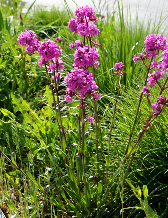 Lychnis viscaria 'Splendens' (Pekanjer)