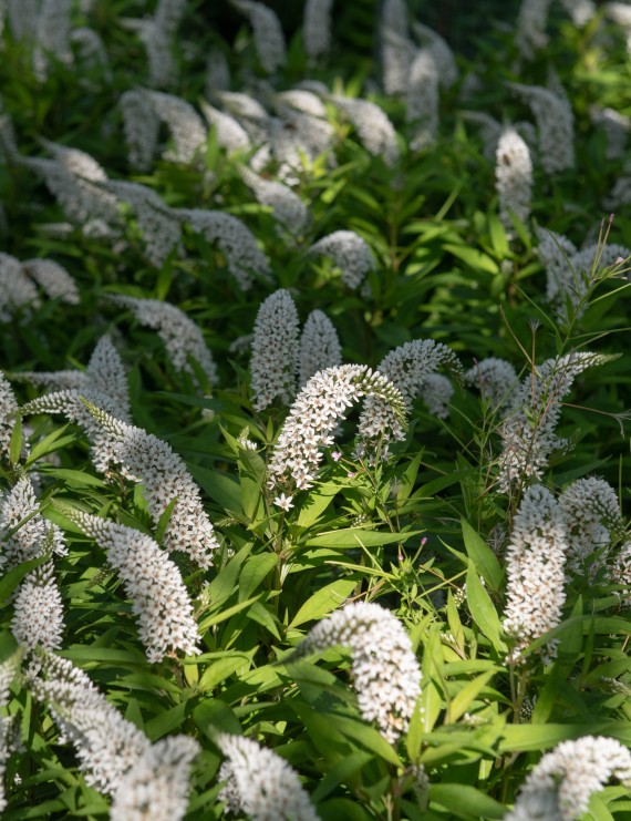 Lysimachia clethroides (Wederik)