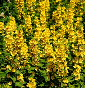 Lysimachia punctata 'Senior' (Puntwederik)