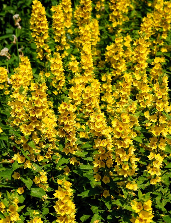 Lysimachia punctata 'Senior' (Puntwederik)
