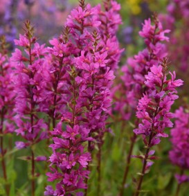 Lythrum salicaria (Kattenstaart)