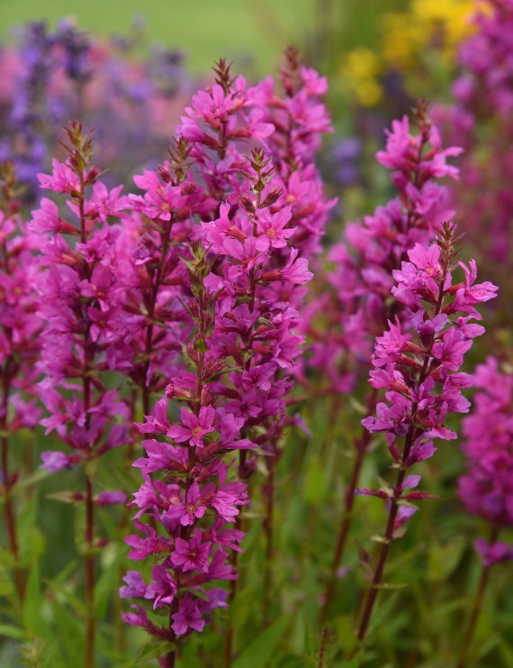 Lythrum salicaria (Kattenstaart)