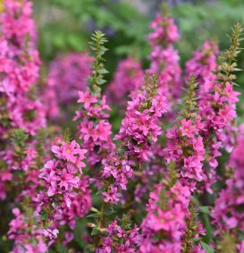 Lythrum salicaria 'Robert' (Kattenstaart)