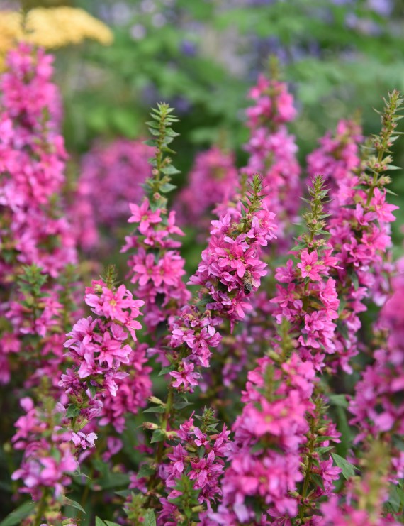 Lythrum salicaria 'Robert' (Kattenstaart) Lythrum salicaria 'Robert' (Kattenstaart)