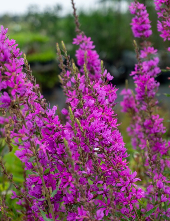 Lythrum virgatum 'Dropmore Purple' (Kattenstaart) Lythrum virgatum 'Dropmore Purple' (Kattenstaart)