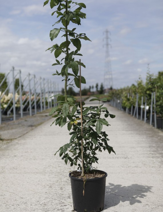 Laburnum watererii 'Vossii' (Gouden regen)