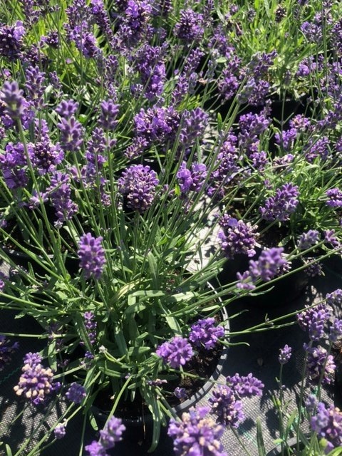 Lavandula angustifolia 'Hidcote' (Lavendel)