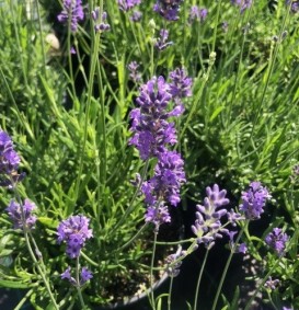 Lavandula angustifolia 'Munstead' (Lavendel)