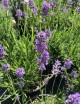 Lavandula angustifolia 'Munstead' (Lavendel)