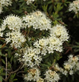 Ledum groenlandicum (Moeraspalm) Ledum groenlandicum (Moeraspalm)