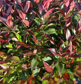 Leucothoe 'Zeblid' (= 'Scarletta')