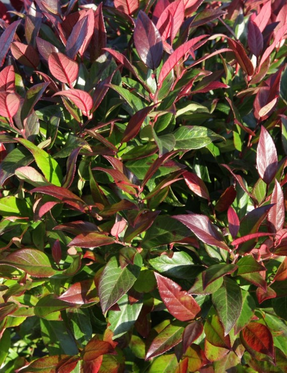 Leucothoe 'Zeblid' (= 'Scarletta') Leucothoe 'Zeblid' (= 'Scarletta')
