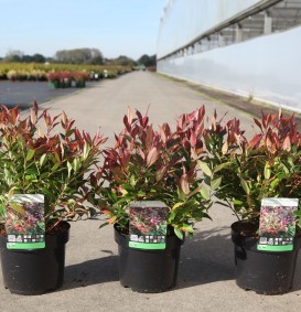 Leucothoe 'Zeblid' (= 'Scarletta')