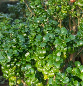 Ligustrum japonicum 'Rotundifolium' (Liguster)
