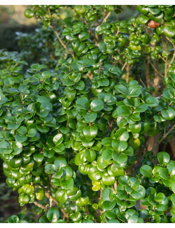 Ligustrum japonicum 'Rotundifolium' (Liguster)