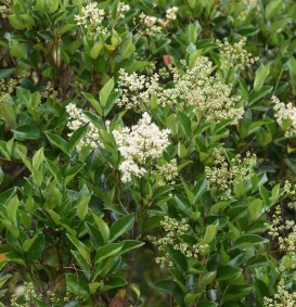 Ligustrum lucidum (Liguster)