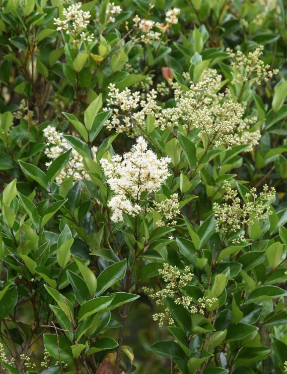 Ligustrum lucidum (Liguster)