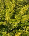 Ligustrum ov. 'Aureum' op stam (Gele liguster)