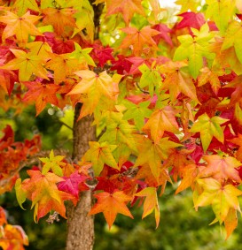 Liquidambar styraciflua 'Gum Ball' (Amberboom)