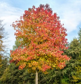 Liquidambar styraciflua  (Amberboom)