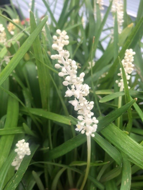 Liriope muscari 'Monroe White' (Leliegras) Liriope muscari 'Monroe White' (Leliegras)