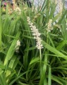 Liriope muscari 'Monroe White' (Leliegras) Liriope muscari 'Monroe White' (Leliegras)