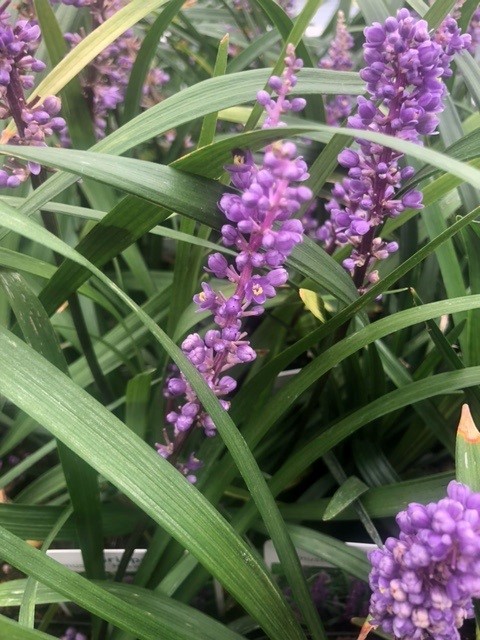 Liriope muscari 'Royal Purple' (Leliegras) Liriope muscari 'Royal Purple' (Leliegras)