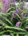 Liriope muscari 'Royal Purple' (Leliegras) Liriope muscari 'Royal Purple' (Leliegras)