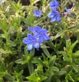 Lithodora diffusa 'Heavenly Blue' (Parelkruid of Steenzaad)