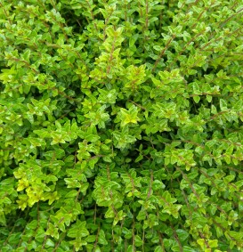 Lonicera nitida 'Ernest Wilson' (Struikkamperfoelie) Lonicera nitida 'Ernest Wilson' (Struikkamperfoelie)