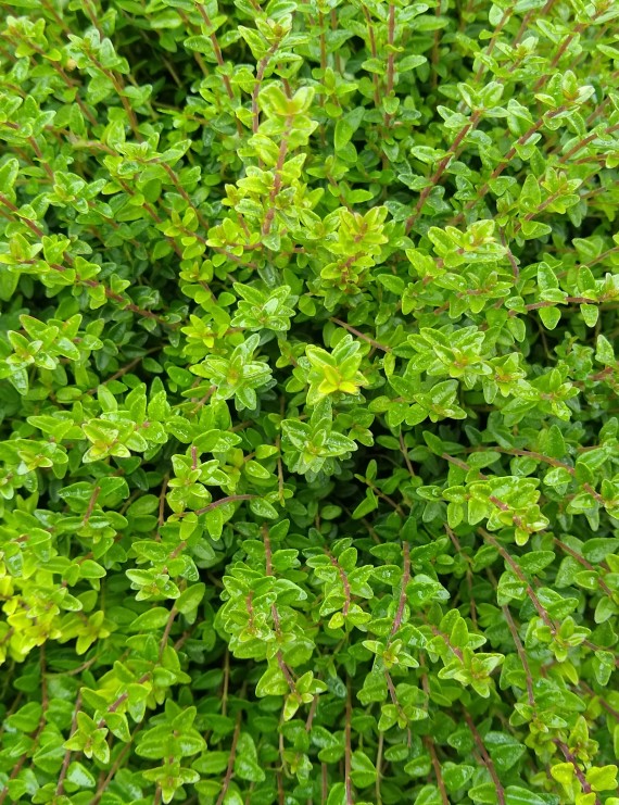 Lonicera nitida 'Ernest Wilson' (Struikkamperfoelie)