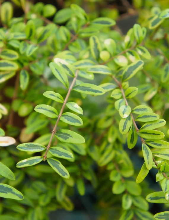 Lonicera nitida 'Lemon Beauty' (Struikkamperfoelie)
