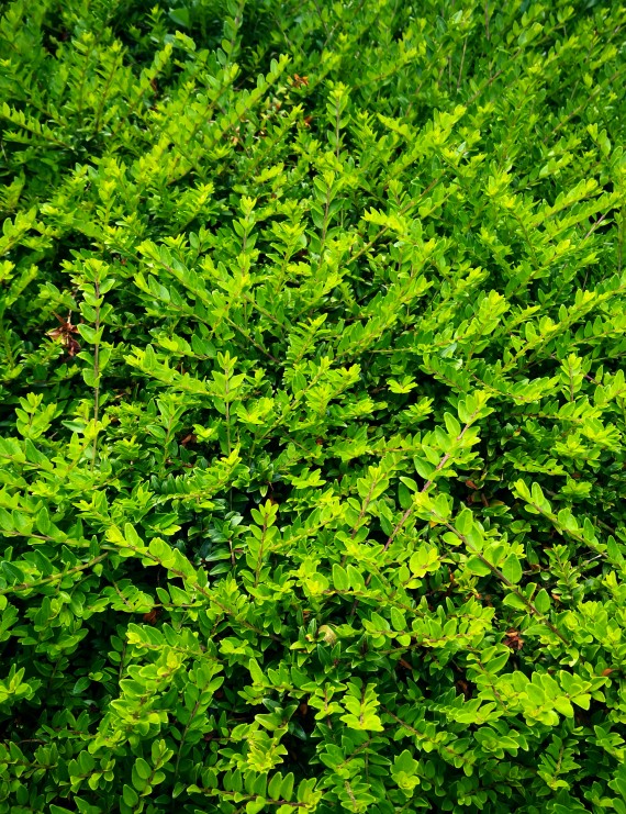 Lonicera nitida 'Maigrun' (Struikkamperfoelie) Lonicera nitida 'Maigrun' (Struikkamperfoelie)