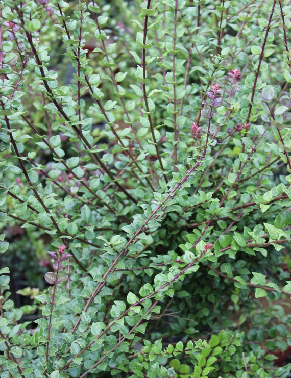Lonicera nitida 'Red Tips' (Struikkamperfoelie)