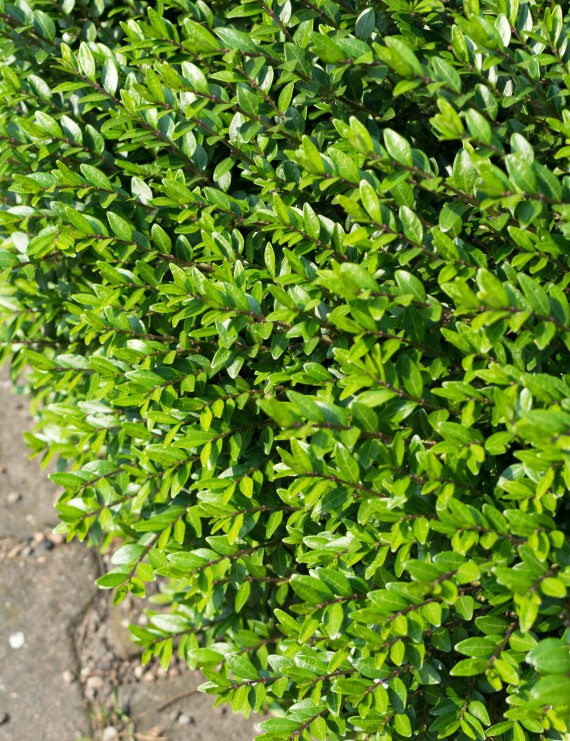 Lonicera pileata (Struikkamperfoelie)