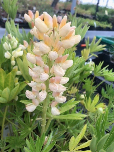 Lupinus 'Chandelier' (Lupien)