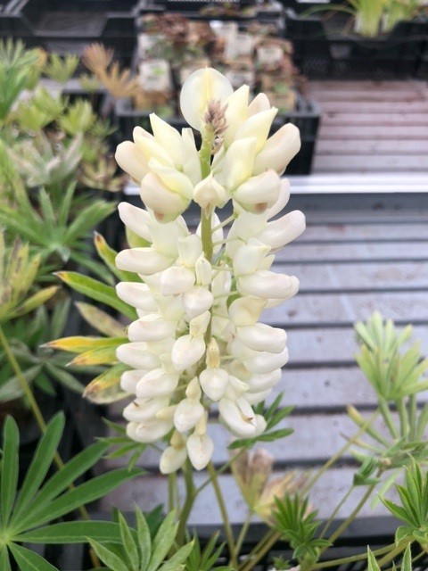 Lupinus 'Noblemaiden' (Lupien)