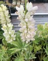 Lupinus 'Noblemaiden' (Lupien)