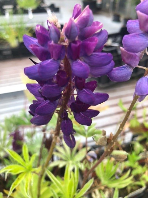 Lupinus 'The Governor' (Lupien)