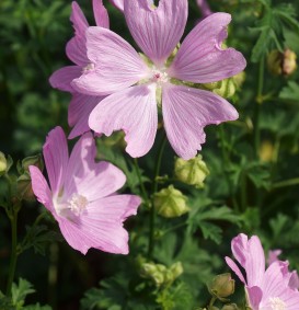 Malva alcea 'Fastigiata' (Kaasjeskruid)