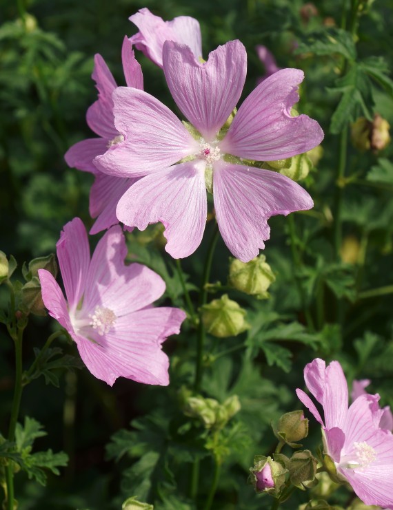 Malva alcea 'Fastigiata' (Kaasjeskruid)