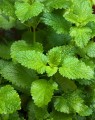 Melissa officinalis (Citroenmelisse)